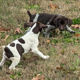 Dachshund, German Shorthaired Pointer, and Mastiff Puppies from Cedarhills