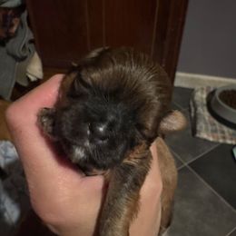 Girl 3 - Brindle female Shih Tzu puppy in Hustontown, Pennsylvania from Everts Ranch ShihTzu’s