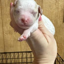 Yeti - White male Cavapoo puppy in Greensburg, Kentucky from Doodle Me Crazy
