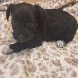 Lilly - Black female Miniature Schnauzer puppy in Warrenville, South Carolina from All Paws Pet Resort