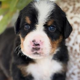 Diesel - Tri-color male Bernese Mountain Dog puppy in Yuciapa, California from AlltheDoodlez_