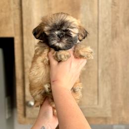 Boy 2 - Red and tan male Shih Tzu puppy in Seguin, Texas from Dolled Up Shih Tzus