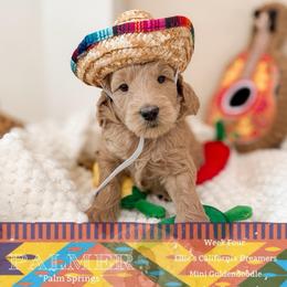 Palmer - Apricot female Goldendoodle puppy in California City, California from Summer Sun Doodles