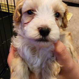 Flounder - Gold and white male Shihpoo puppy in Hertford, North Carolina from Heaven Sent Shihpoo's