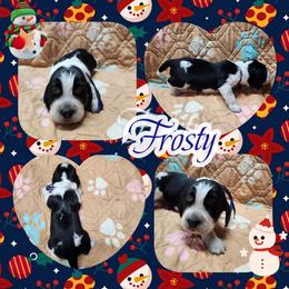 Frosty - Black white and tan male English Springer Spaniel puppy in Westover, Maryland from Sterling's springer Haven