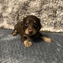 Mia - Chocolate and cream female Dachshund puppy in Stilwell, Oklahoma from B & K Dachshunds