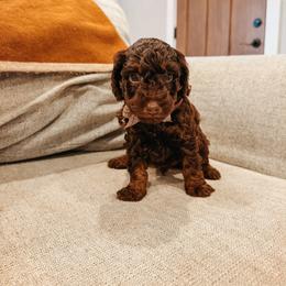 Waylon - Brown and white male Aussiedoodle puppy in Tryon, North Carolina from Melrose Mountain Farm