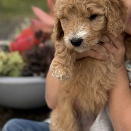 Girl 4 - female Goldendoodle puppy in Pasco, Washington from Elm Road Farms