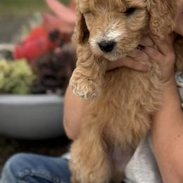 Girl 4 - female Goldendoodle puppy in Pasco, Washington from Elm Road Farms