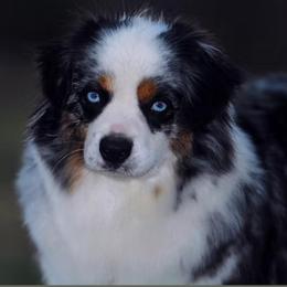 Zoe - Toy Australian Shepherd