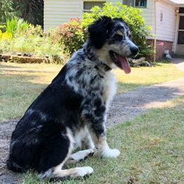 Australian Shepherd All Grown Up from K & R Australian Shepherds