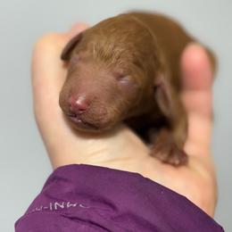 Female 4 - Red  female Poodle puppy in Bettendorf, Iowa from Red Door Poodles