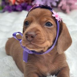 Shell  ( Shelly) - Red female Dachshund puppy in Lakeland, Florida from Elite Doxies Florida