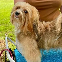 Havanese and Poodles from Curly Que Standard Poodles and Havanese