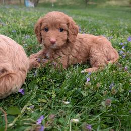 Lily - Red female Cavapoo puppy in Coshocton, Ohio from Forever Family Puppies