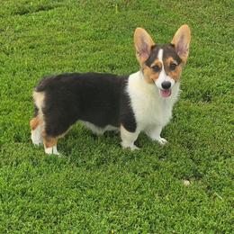 Suzi - Black and tan female American Corgi puppy in Walker, Iowa from Double K Corgis