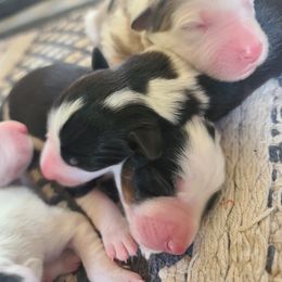 Border Collie Puppies from Harmonie 21 Border Collies