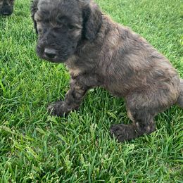Poodle Puppies from Teton View Kennels