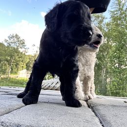 Goldendoodle Puppies from Diverse Nurturing Affectionate Doodle Kennel