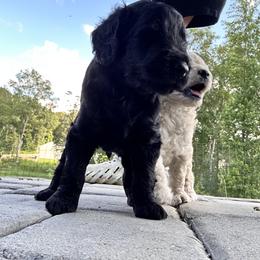 Goldendoodle Puppies from Diverse Nurturing Affectionate Doodle Kennel