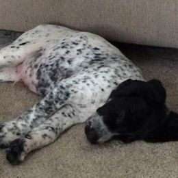 German Shorthaired Pointers from Valerie Ray's German Shorthaired Pointers