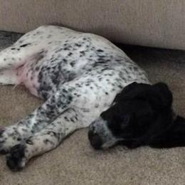 German Shorthaired Pointers from Valerie Ray's German Shorthaired Pointers