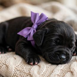 Runa - Black female Labrador Retriever puppy in Peru, Indiana from Harvest Moon Farms - Indiana English Cream Golden Retreivers