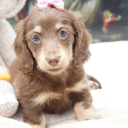 Dachshund Puppies from 30 Acre Woods Dachshunds