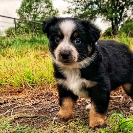 Australian Shepherds, Miniature Australian Shepherds, and Toy Australian Shepherds from North Texas Aussies