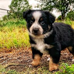 Australian Shepherds, Miniature Australian Shepherds, and Toy Australian Shepherds from North Texas Aussies