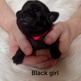 Red collar - Black female Pug puppy in Deer Park, Texas from Butler Pugs and Frenchies
