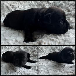 Black or Blue Collar - Black and white male Staffordshire Bull Terrier puppy in Princeton, Minnesota from Thor’s Beagles & Maha’s Staffy