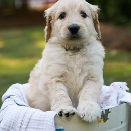 Goldendoodle Puppies from Ellie's Goldendoodles