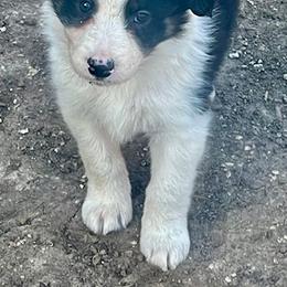 Border Collies from Border Collies of Ruidoso