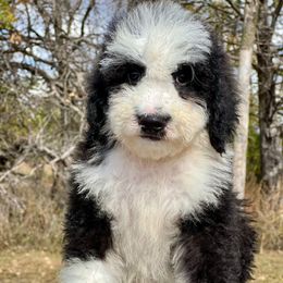 Seattle - Black and white male Bernedoodle puppy in Sioux Falls, South Dakota from WhiskeyCreek Doodles