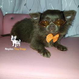 Chihuahua Puppies from Naples Tiny Dogs