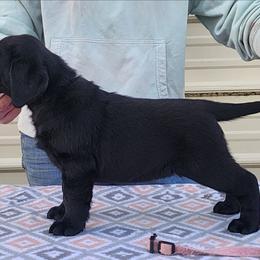 Girl - Black female Labrador Retriever puppy in Yelm, Washington from Prince Labradors