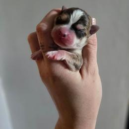 Tetris - Fawn and white male Chihuahua puppy in Springfield, Missouri from Carly Parker