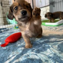 Dachshund Puppies from SWEET HONEY MINI DOXXIES