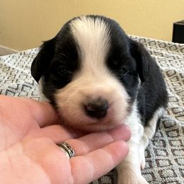 Boy 3 - Border Collie puppy in Barnstead, New Hampshire from Pettigrew's Border Collies