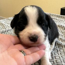 Boy 3 - Border Collie puppy in Barnstead, New Hampshire from Pettigrew's Border Collies