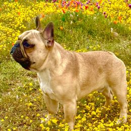 Othli - French Bulldog