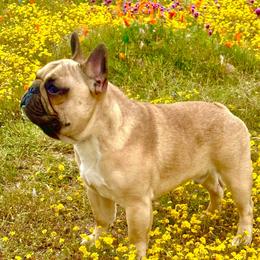 Othli - French Bulldog