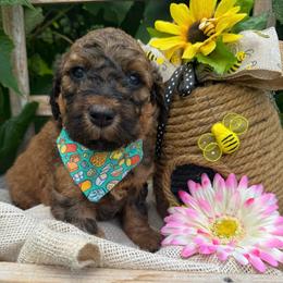 Brie - Sable female Bordoodle puppy in Canfield, Ohio from Poo's Doo's & Inu's