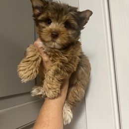 Yorkshire Terrier Puppies from A1parti yorkies