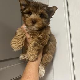 Yorkshire Terrier Puppies from A1parti yorkies