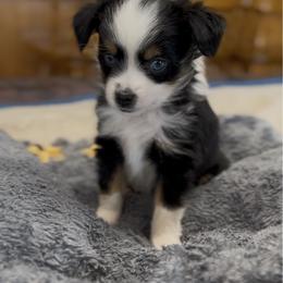 Miniature Australian Shepherd Puppies from Grace River Aussies