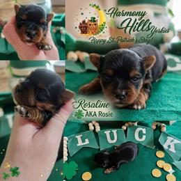 Rosaline aka Rosie - Black and tan female Yorkshire Terrier puppy in Moses Lake, Washington from Harmony Hills Yorkies