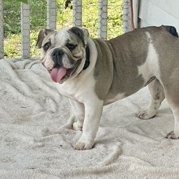 Duchess - Bulldog