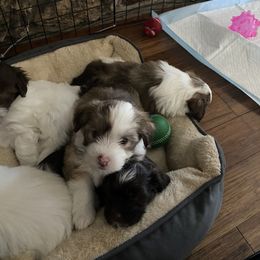 Havanese Puppies from Happy Havanese Gems